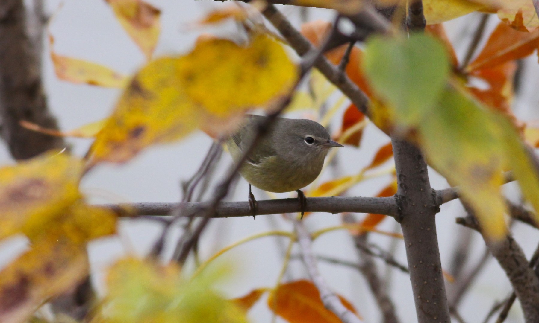 Orange-crowned Warbler