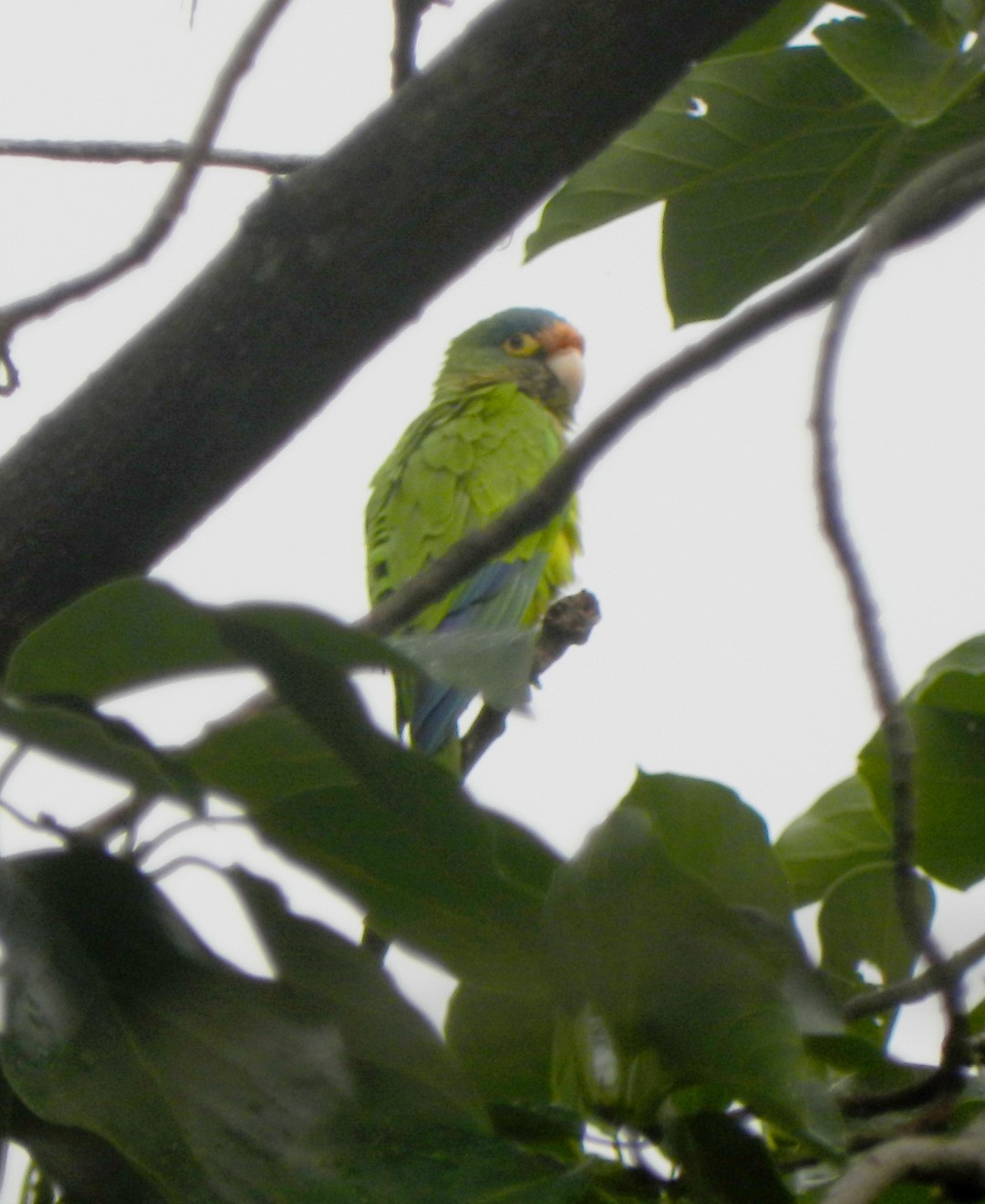 Orange-fronted Parakeet