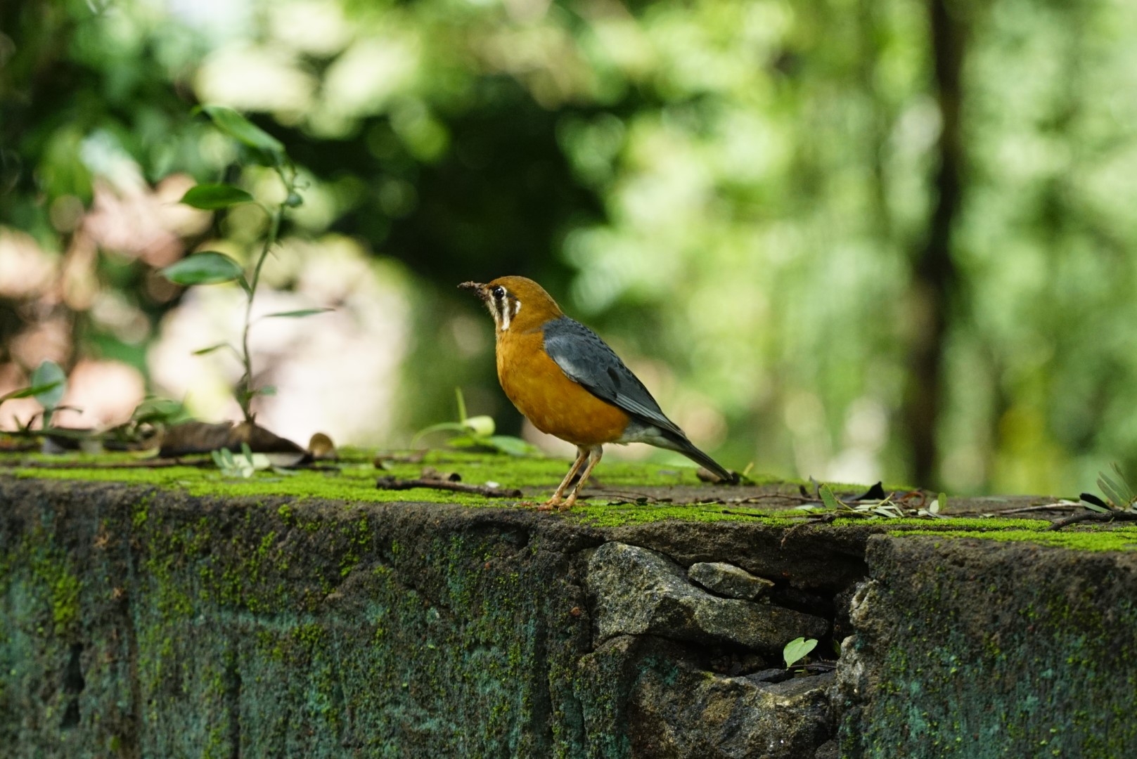 Orange-headed Thrush