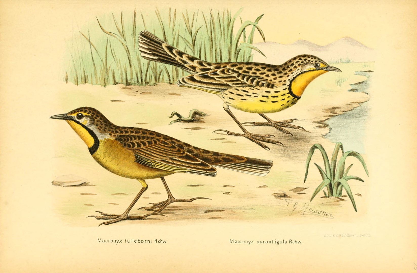 Orange-throated Longclaw