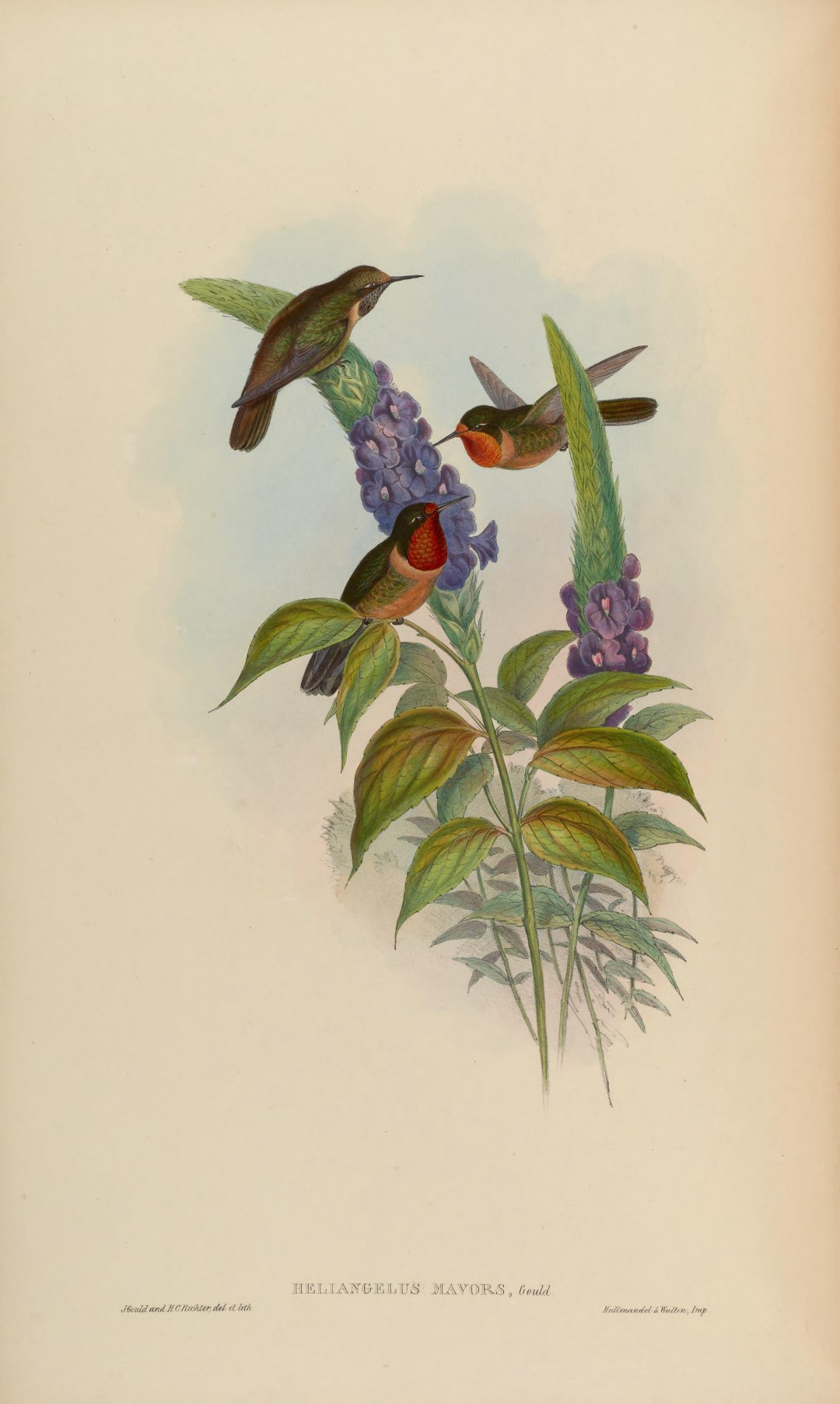 Orange-throated Sunangel