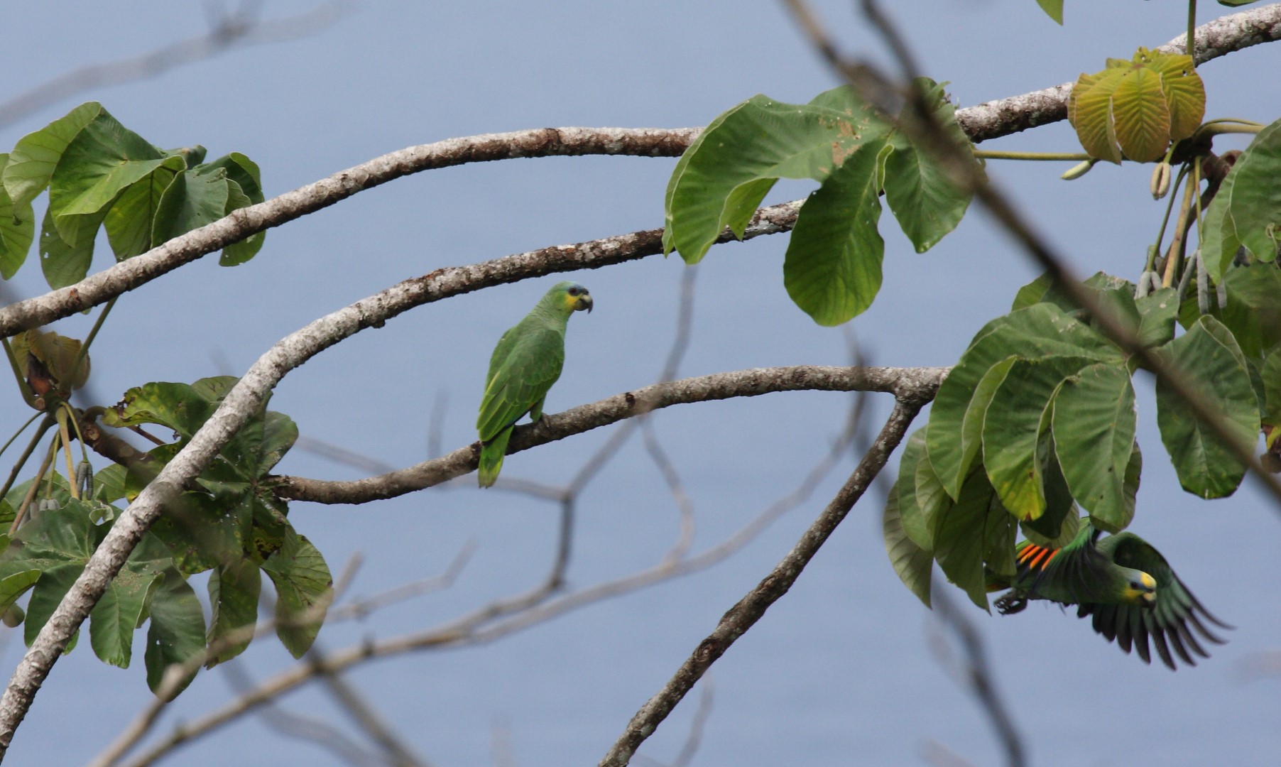 Orange-winged Amazon