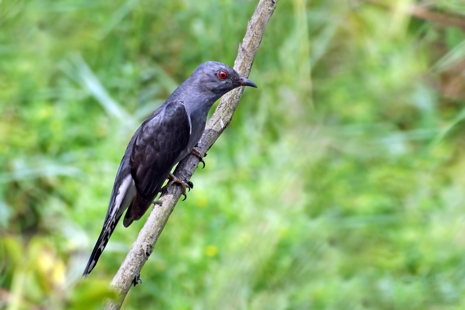 Oriental Cuckoo