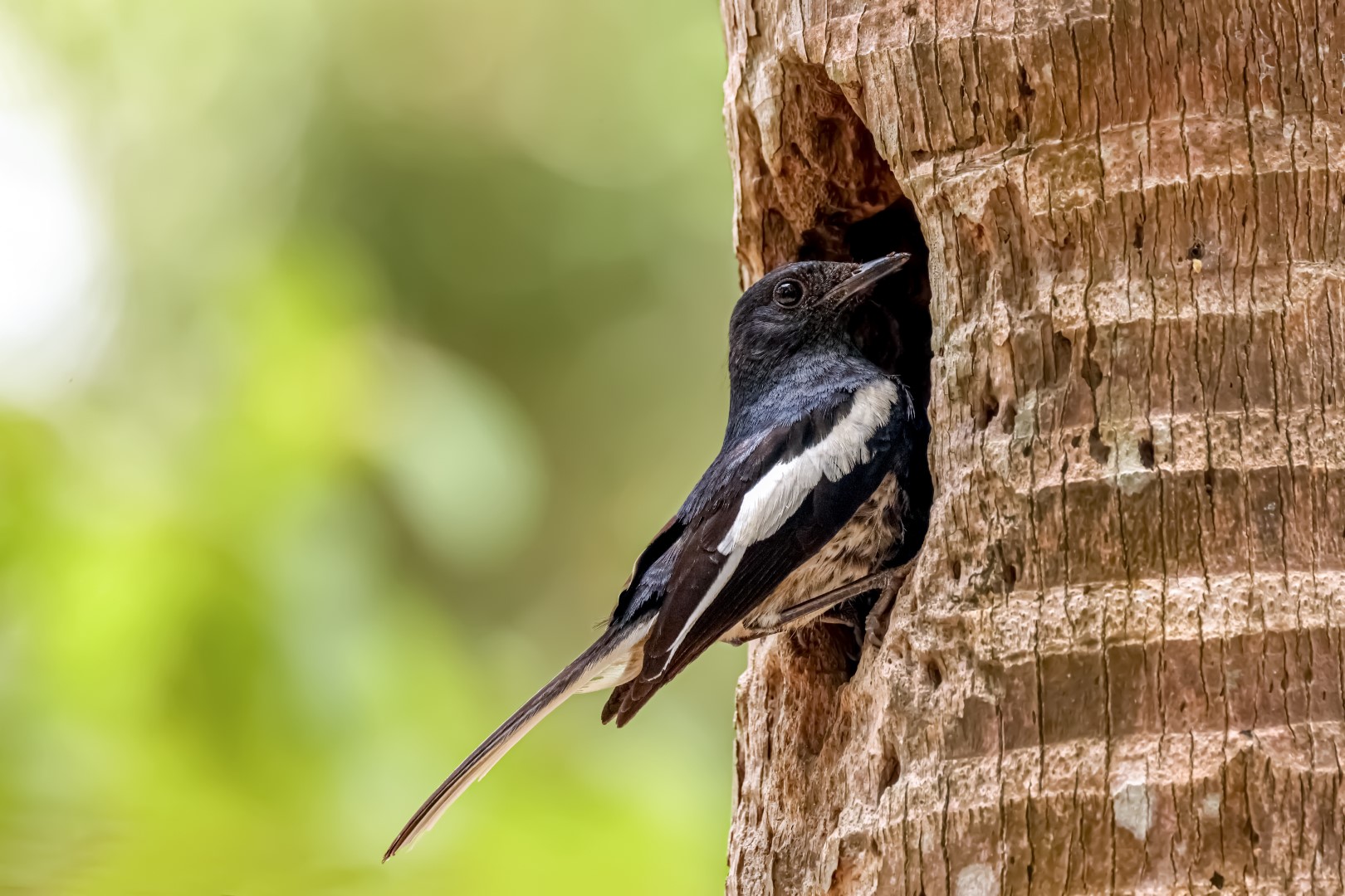 Oriental Magpie-Robin