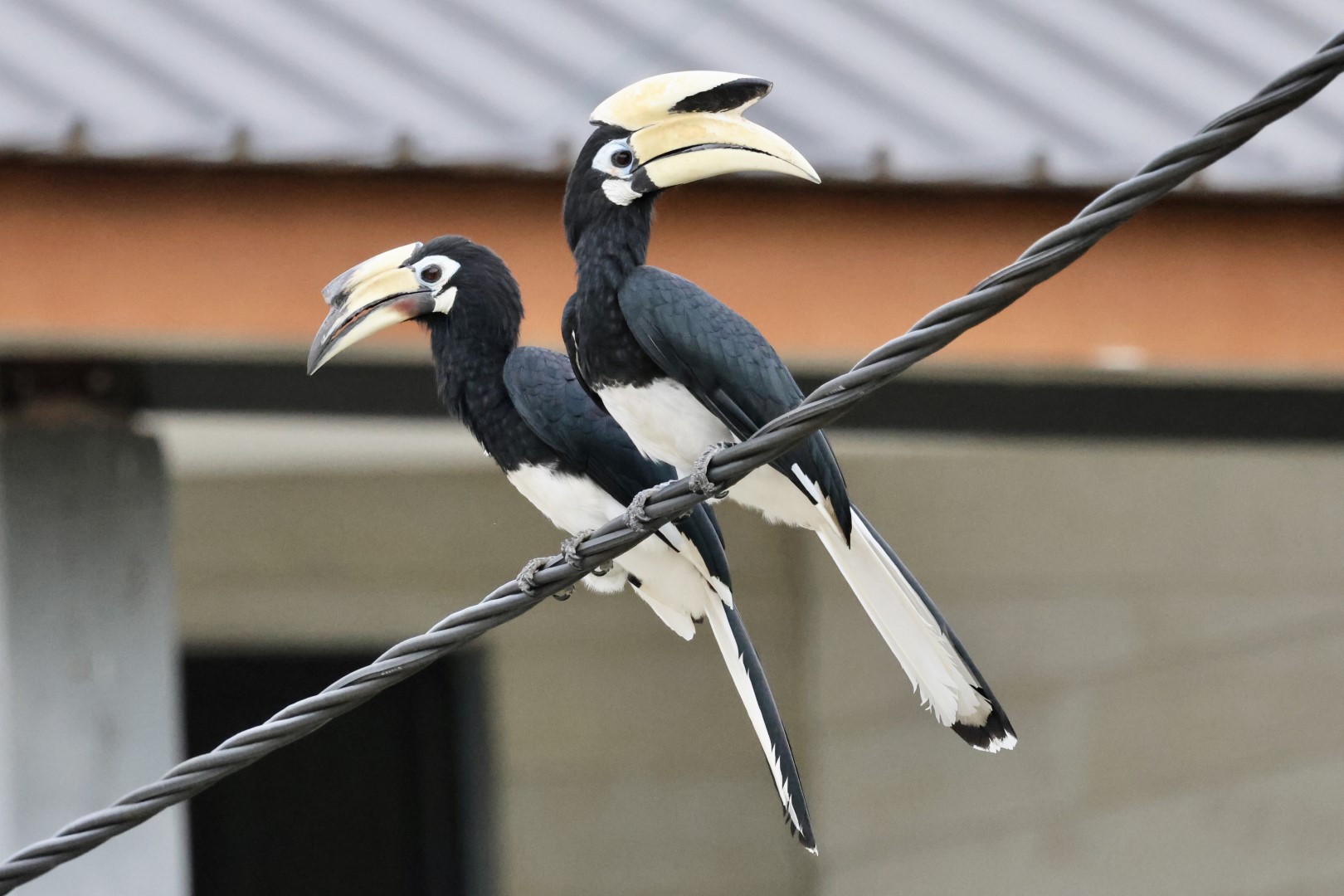 Oriental pied hornbill