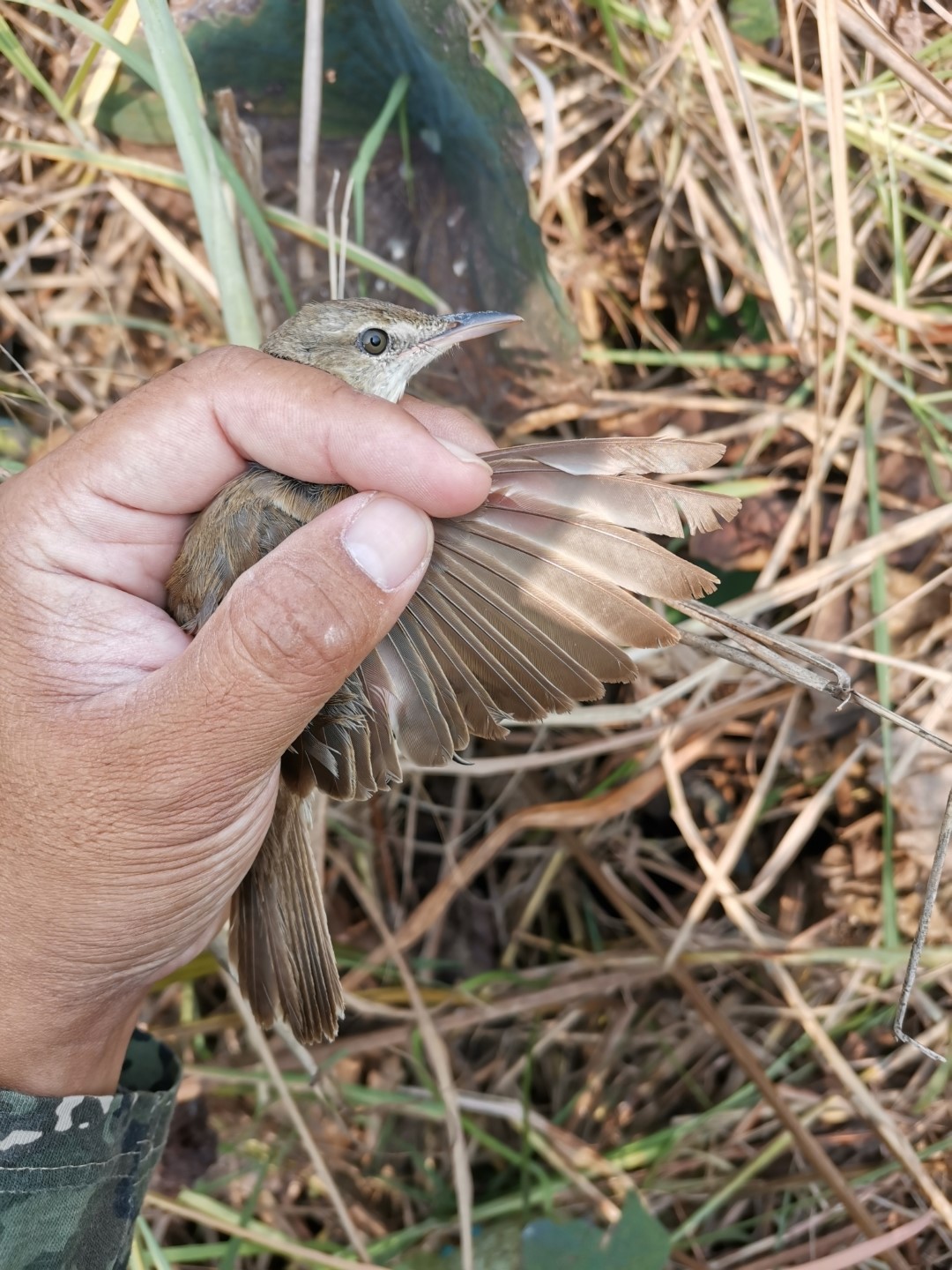 Oriental Reed Warbler