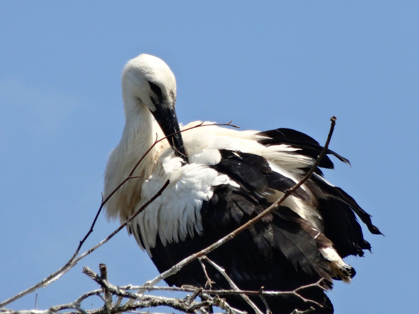 Oriental Stork