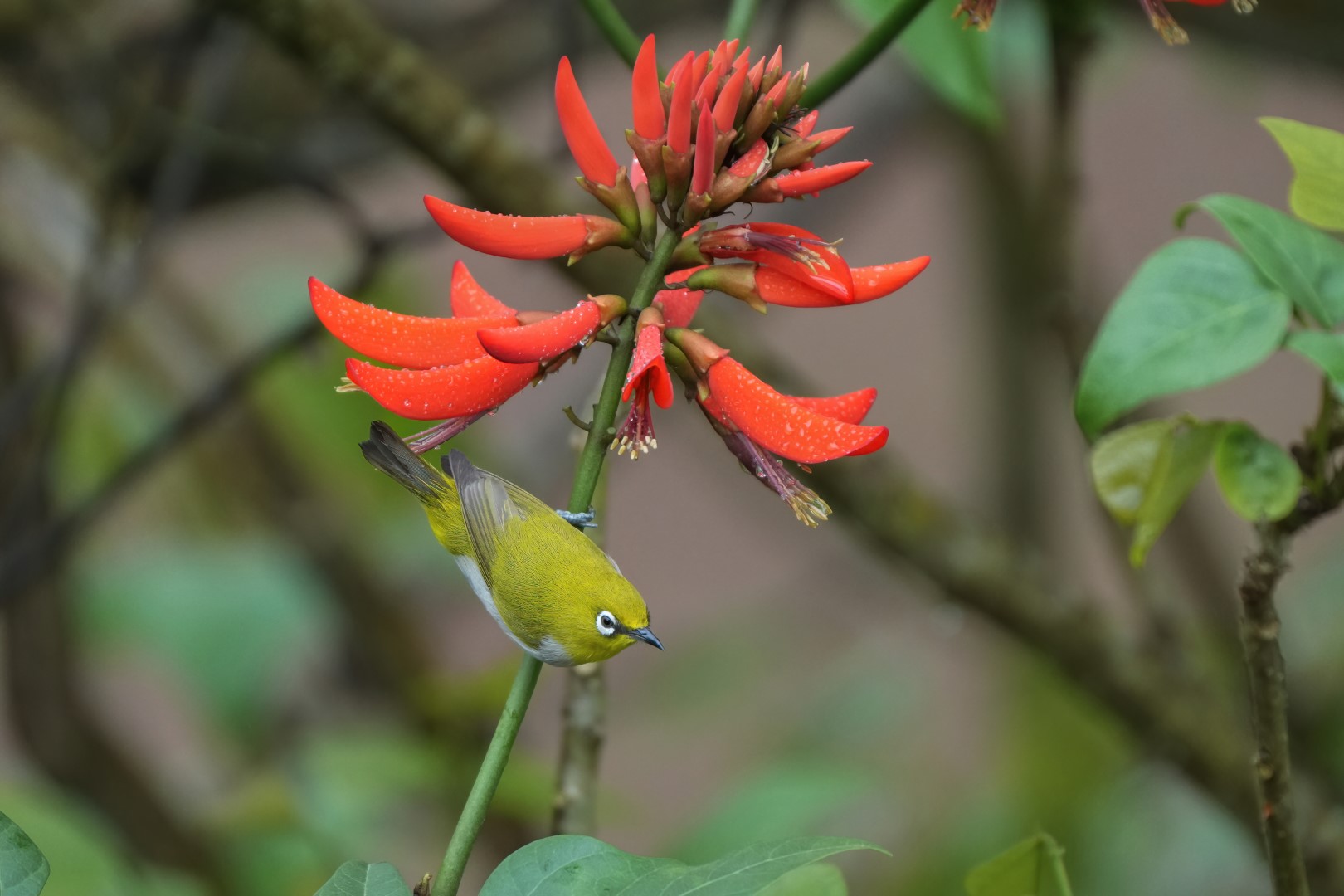 Oriental White-eye
