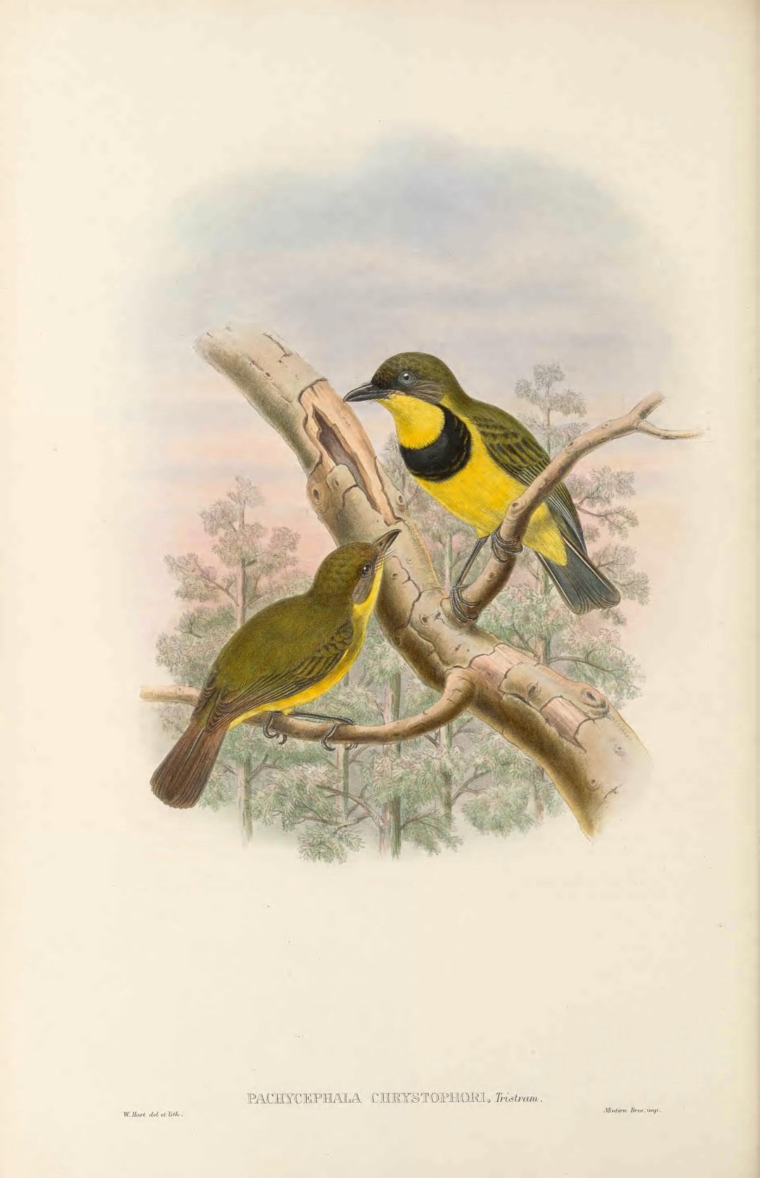 Oriole Whistler