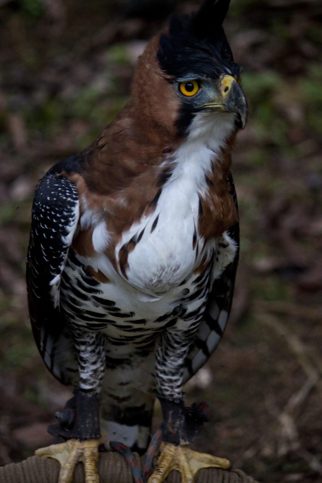 Ornate Hawk-Eagle