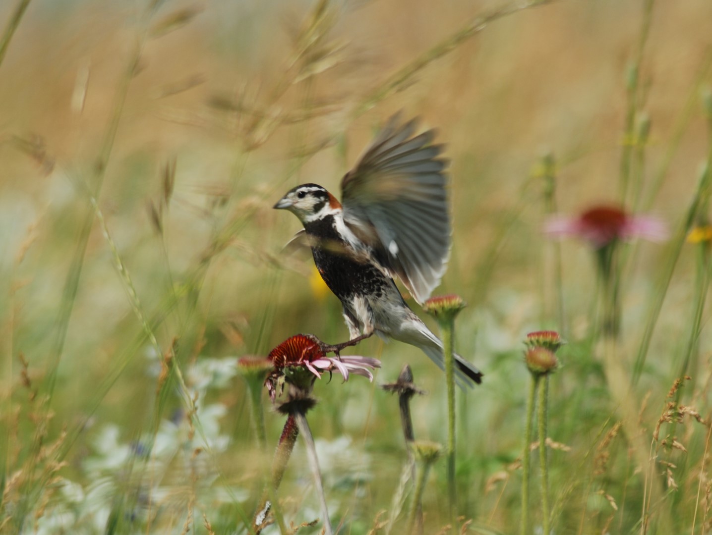 Ornate White-browed Sparrow