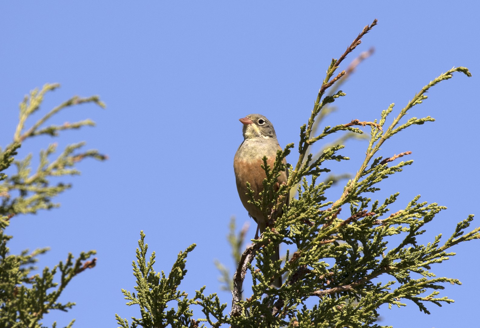 Ortolan Bunting