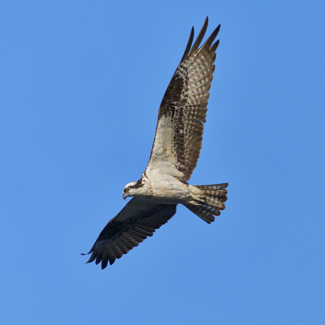Osprey