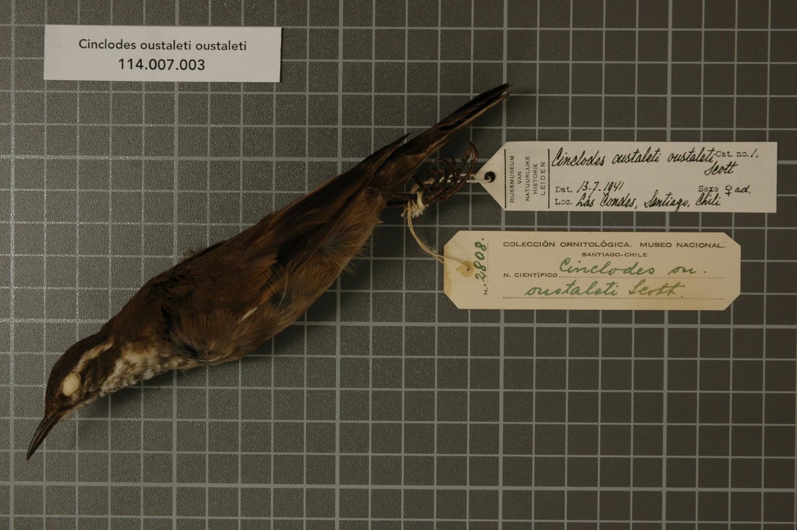 Oustalet's Cinclodes