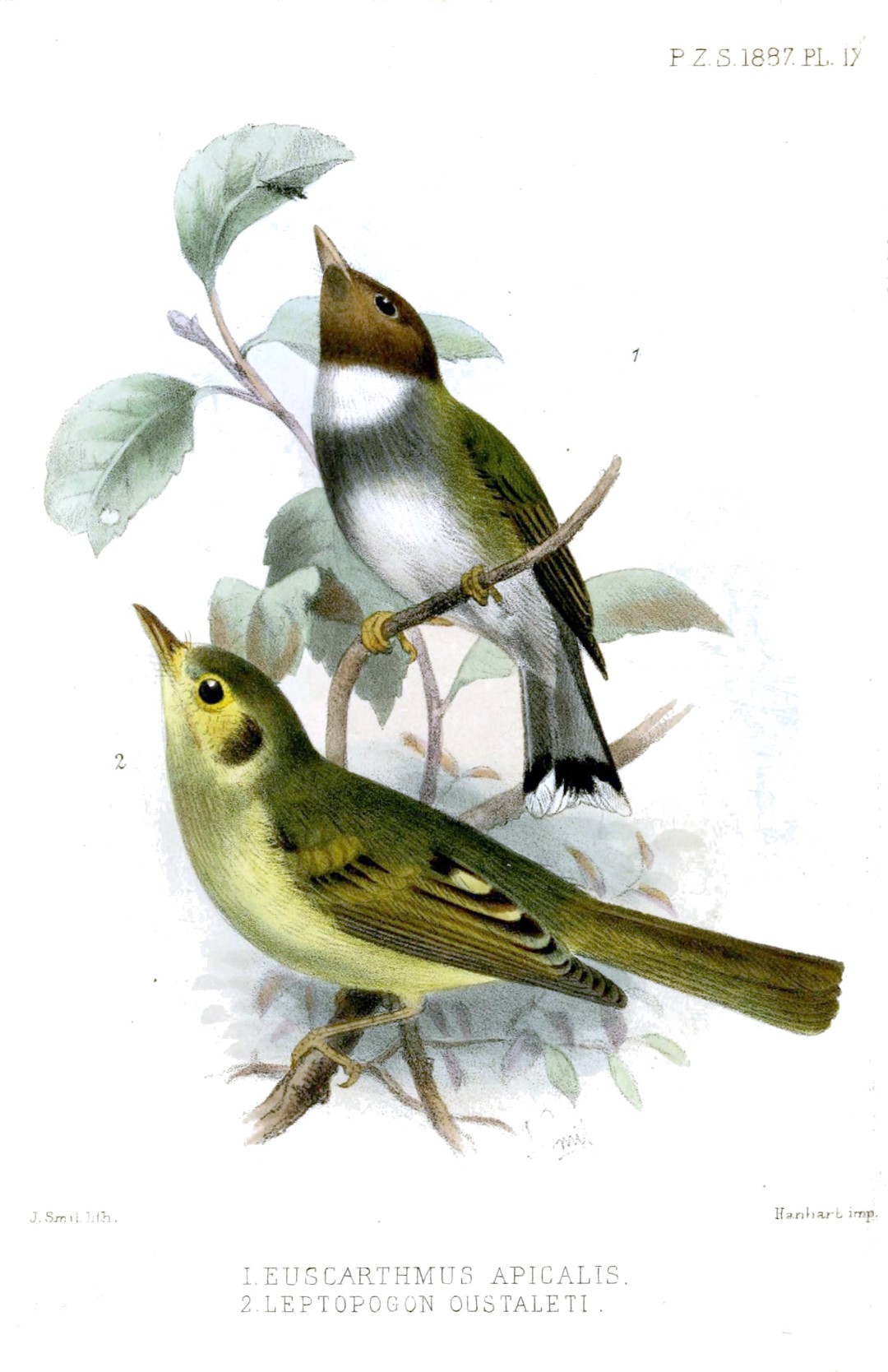 Oustalet's Tyrannulet