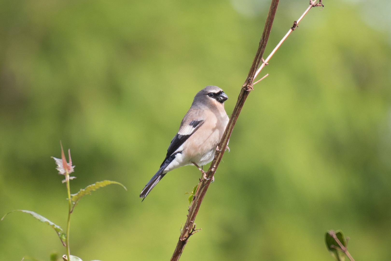 Owston's bullfinch