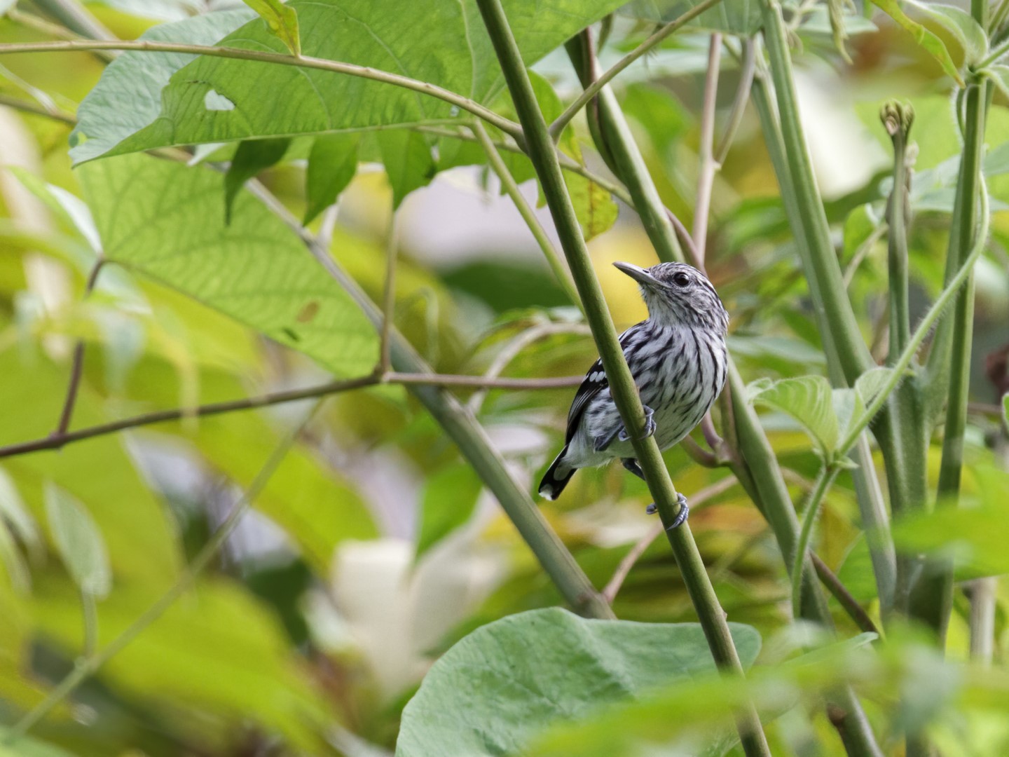 Pacific Antwren