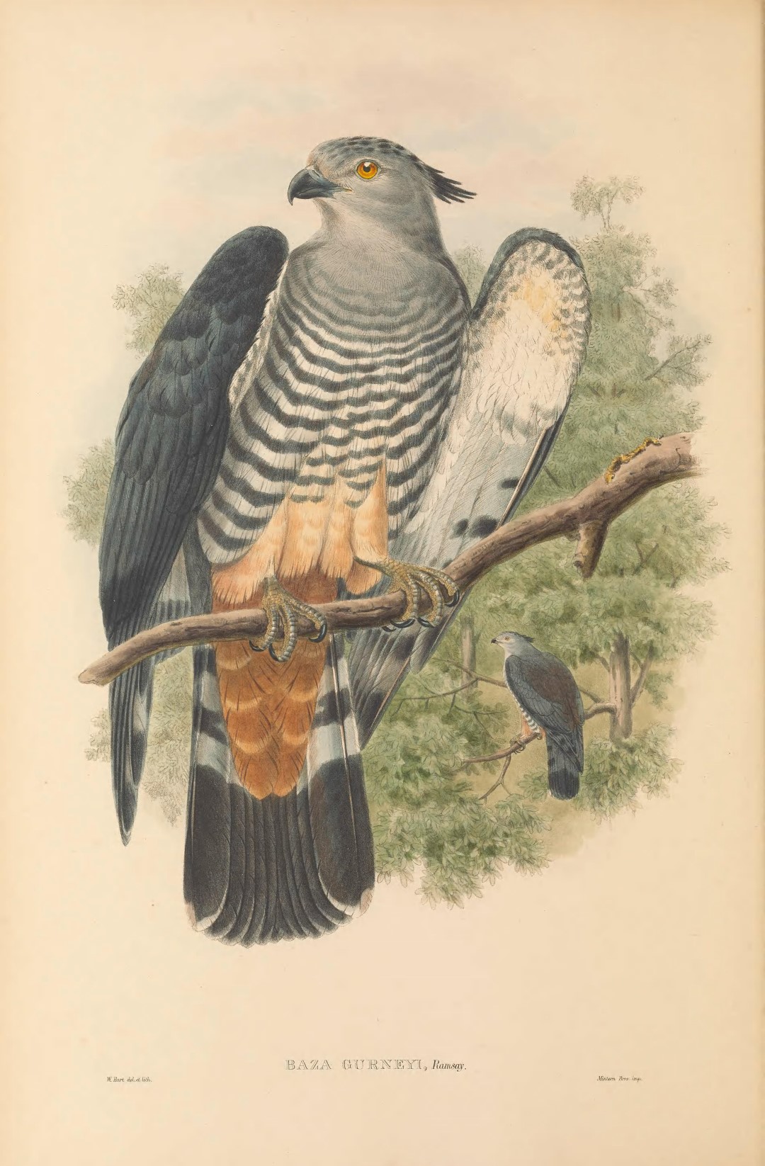 Pacific Baza