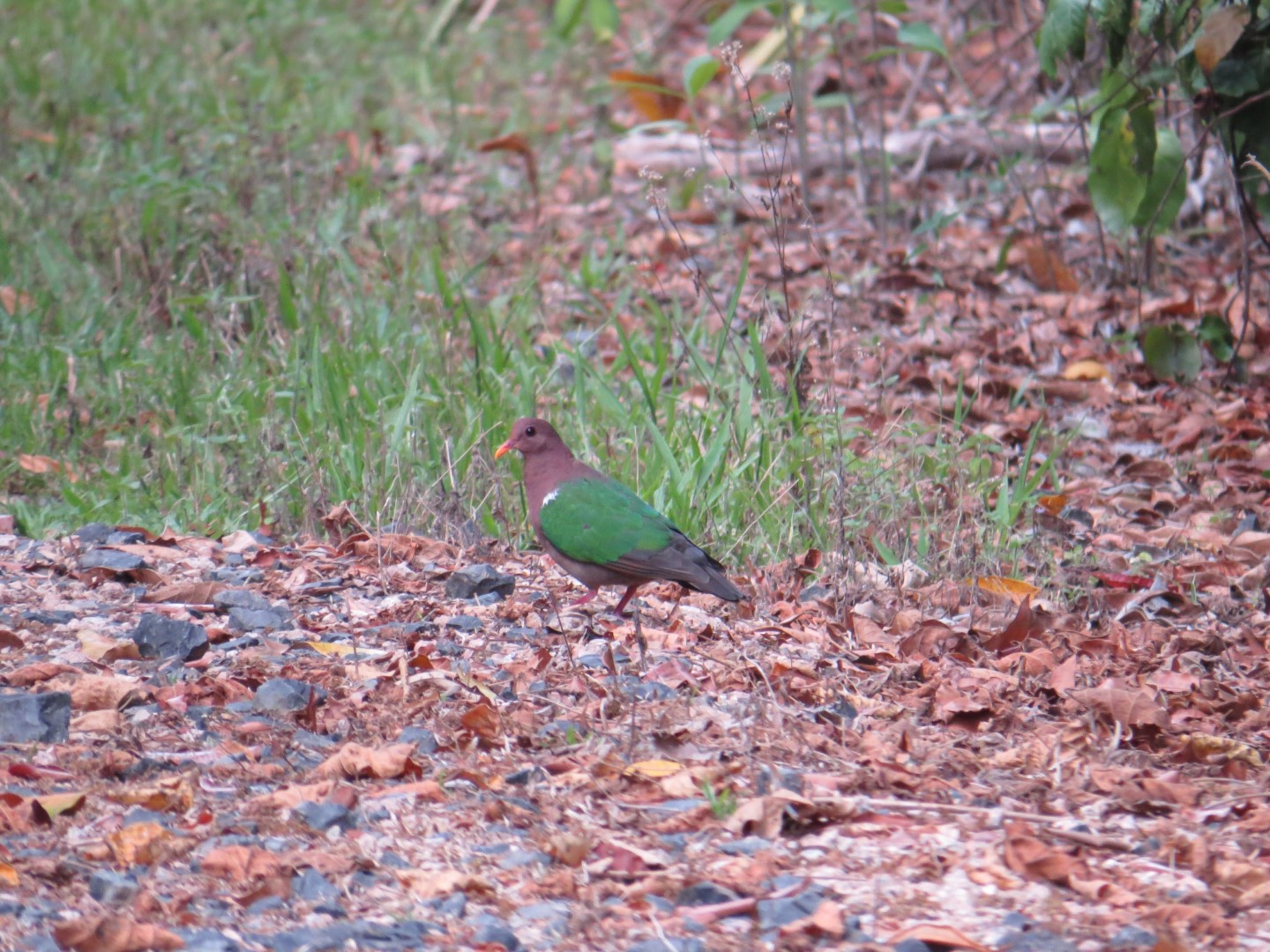 Pacific Emerald Dove