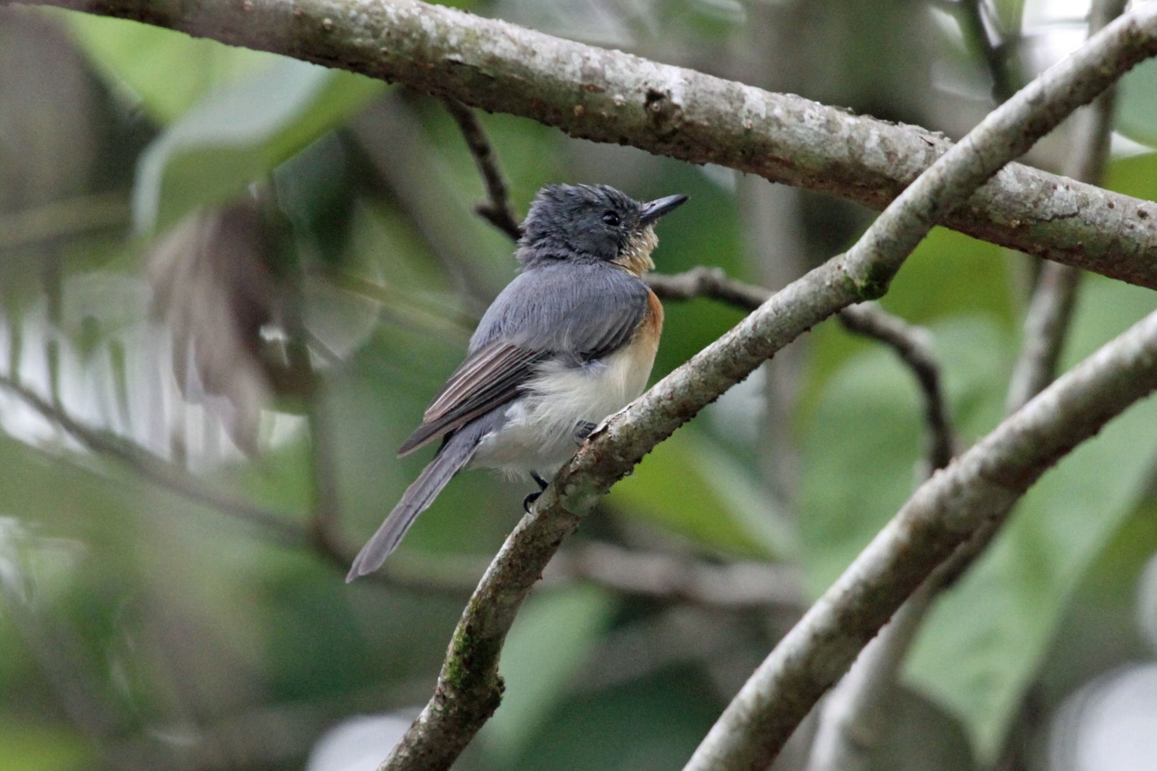 Pacific Flycatcher