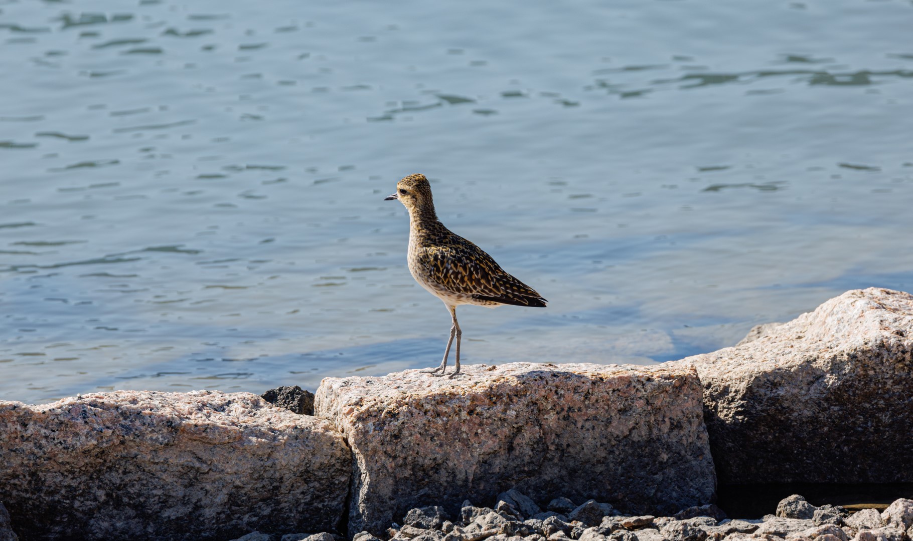 Pacific Golden Plover