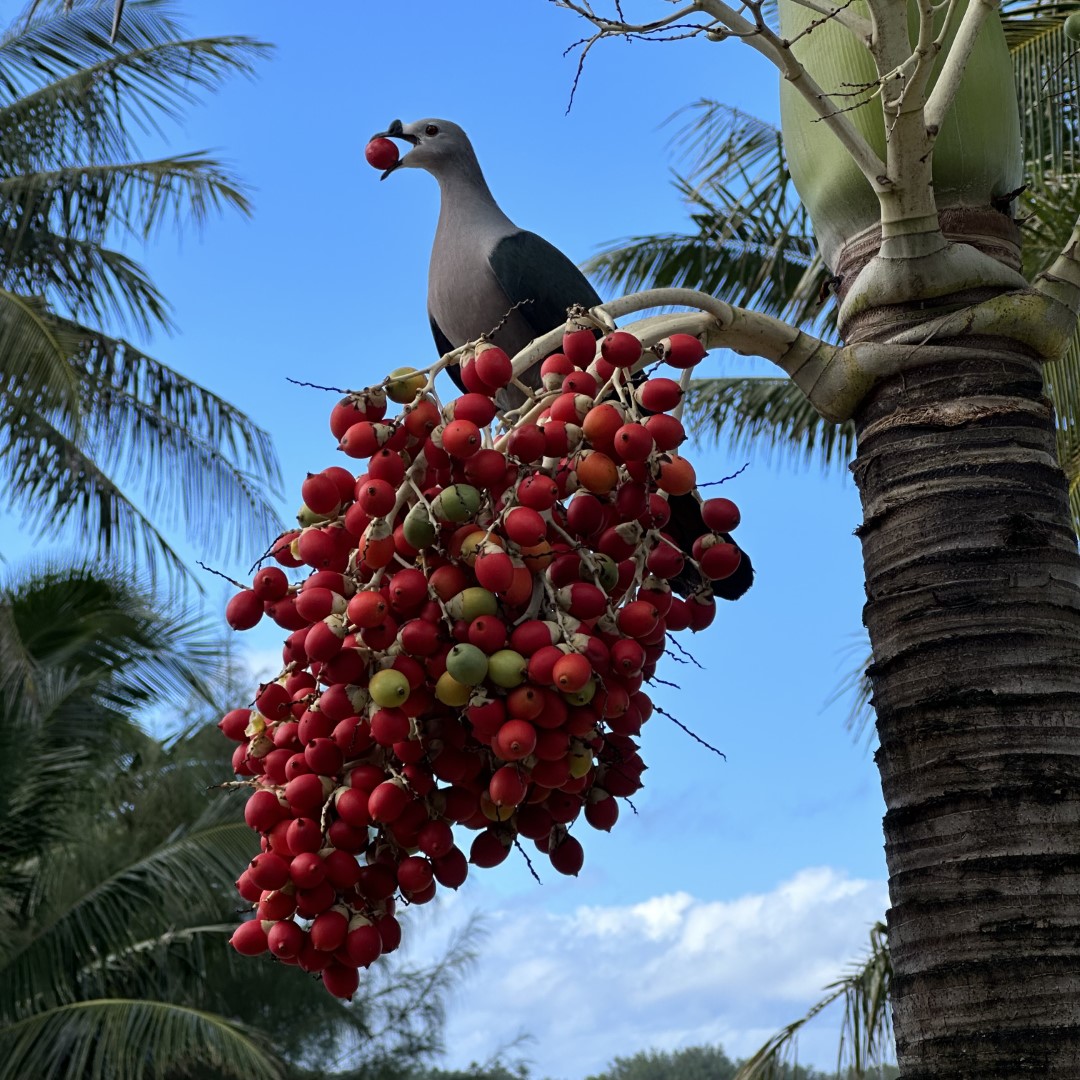 Pacific Imperial Pigeon