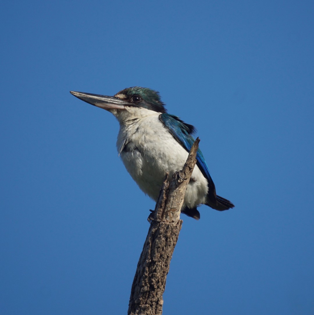Pacific Kingfisher