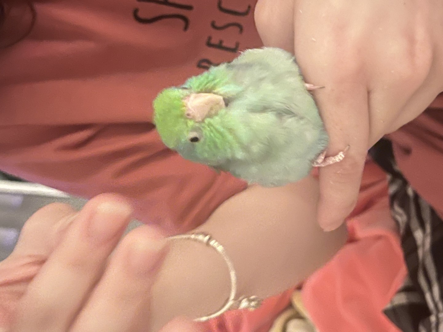 Pacific Parrotlet