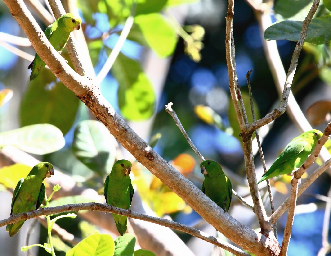 Pacific Parrotlet
