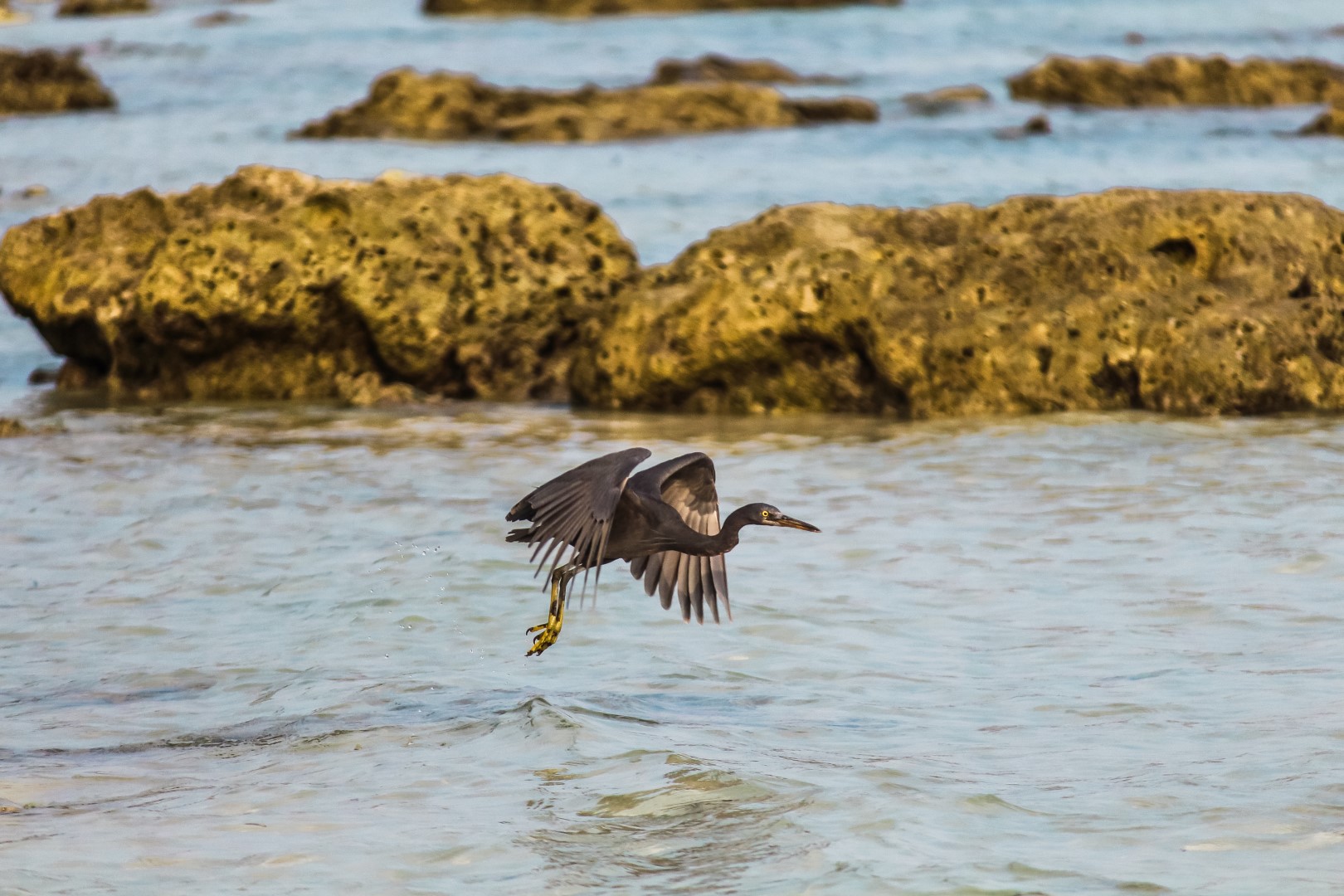 Pacific Reef Egret