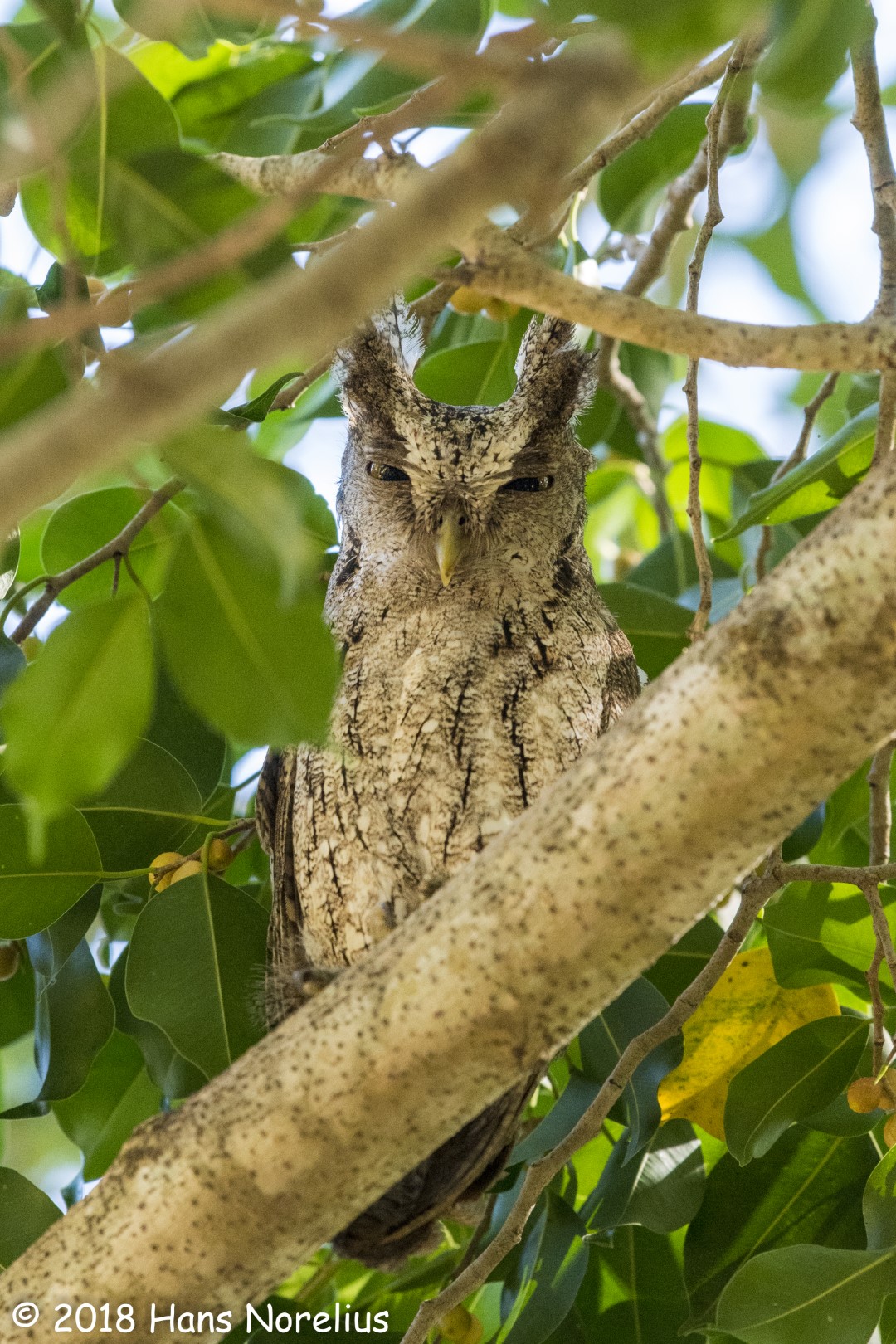 Pacific Screech Owl