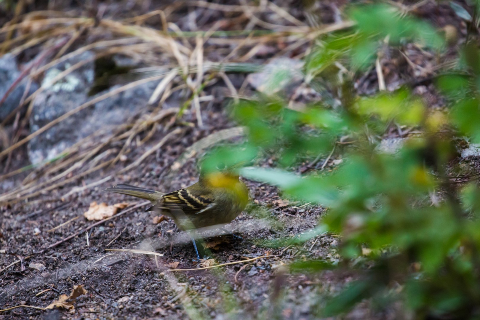 Pacific-slope Flycatcher