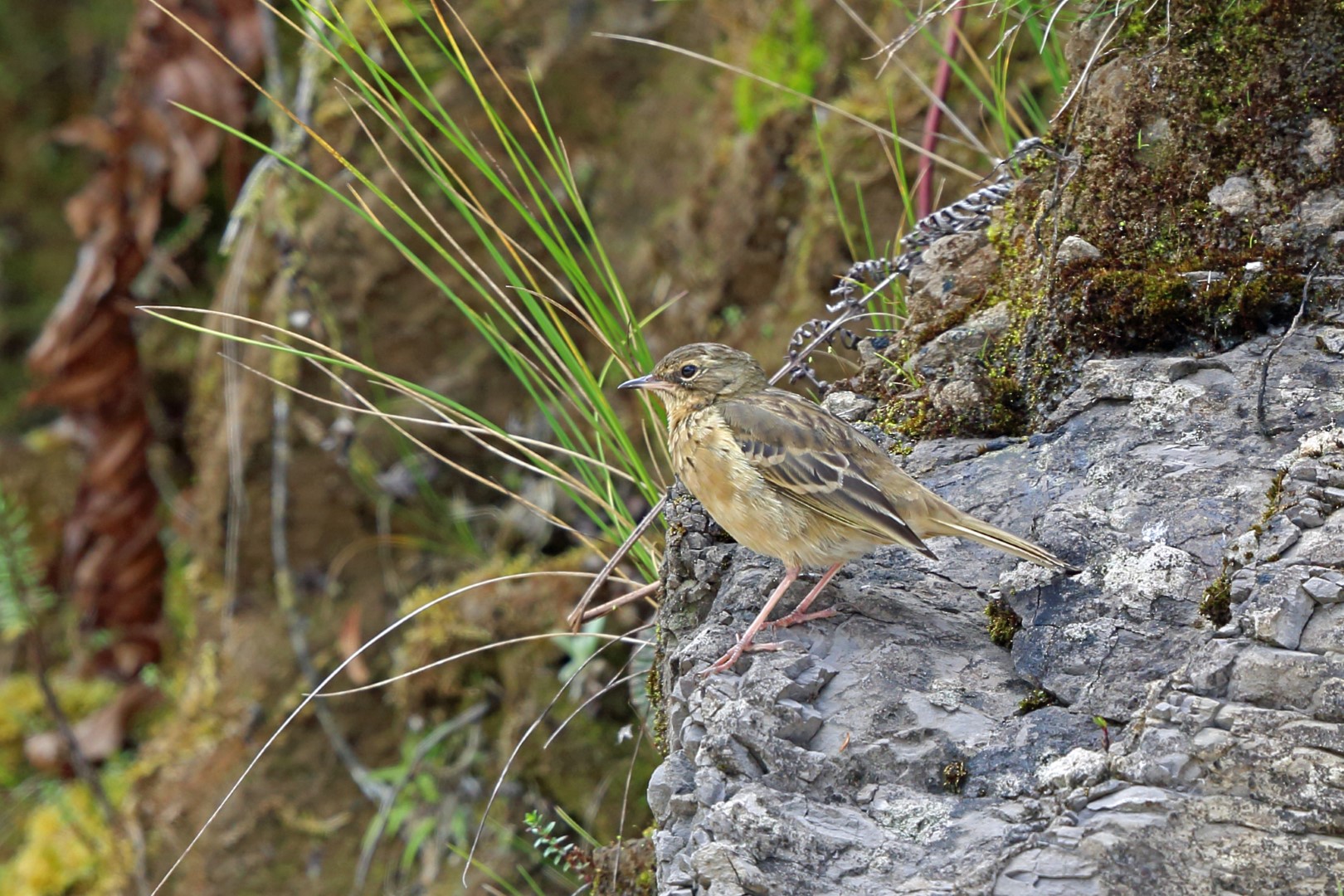Paddyfield Pipit