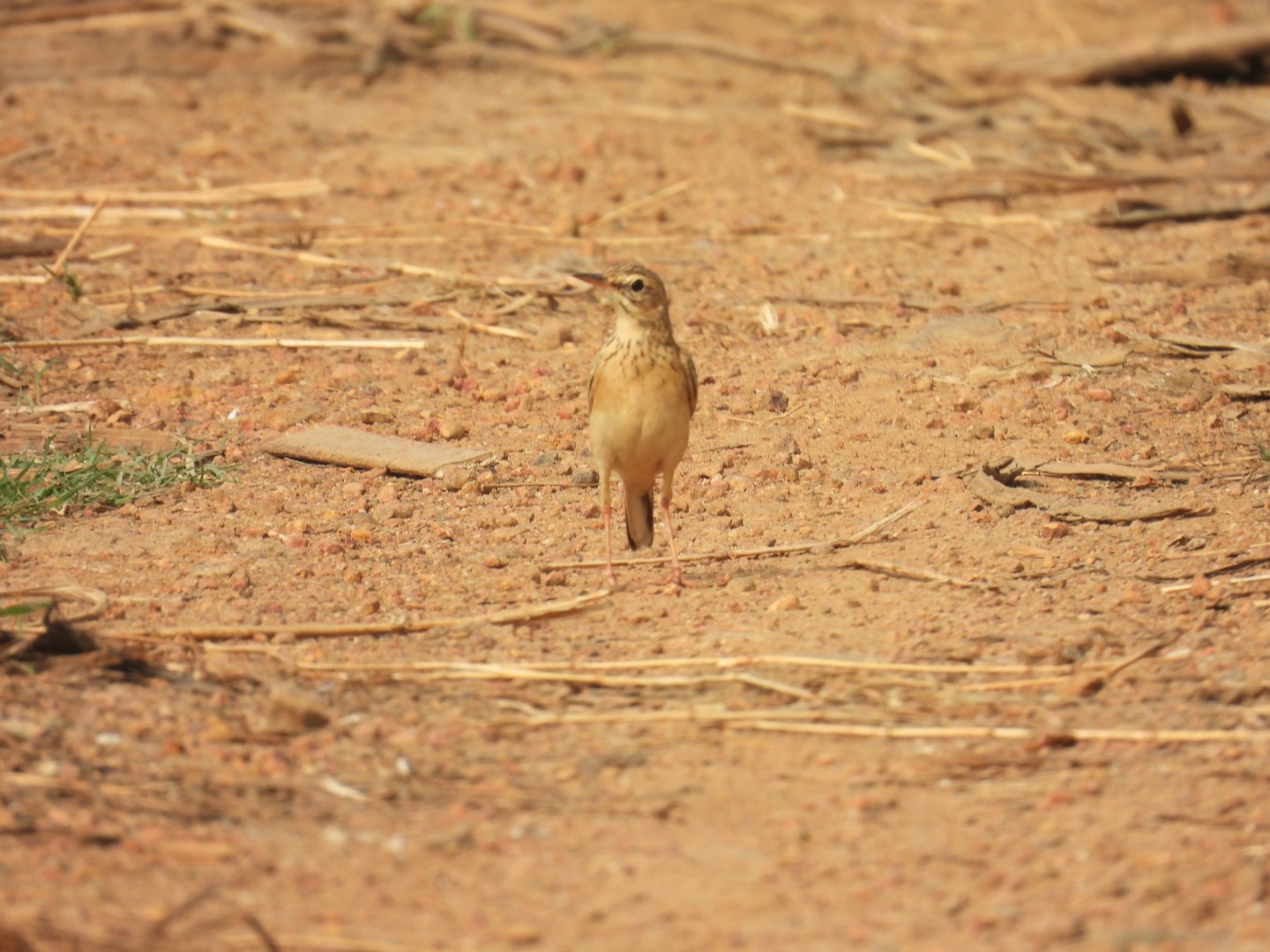 Paddyfield Pipit