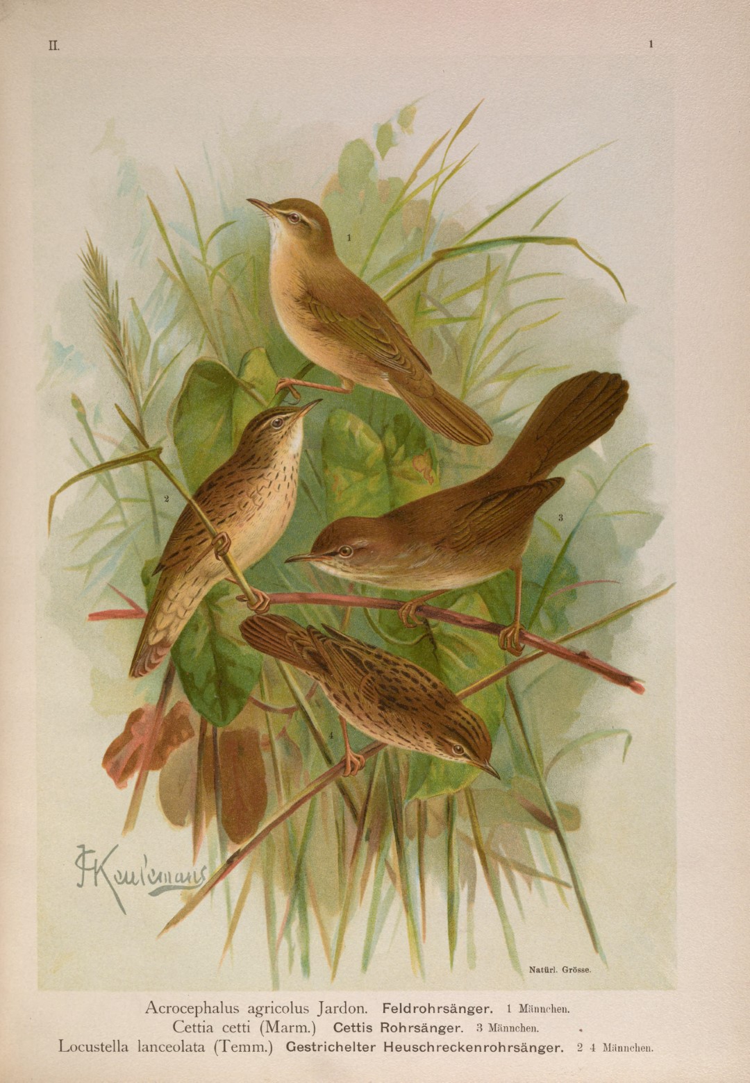 Paddyfield Warbler