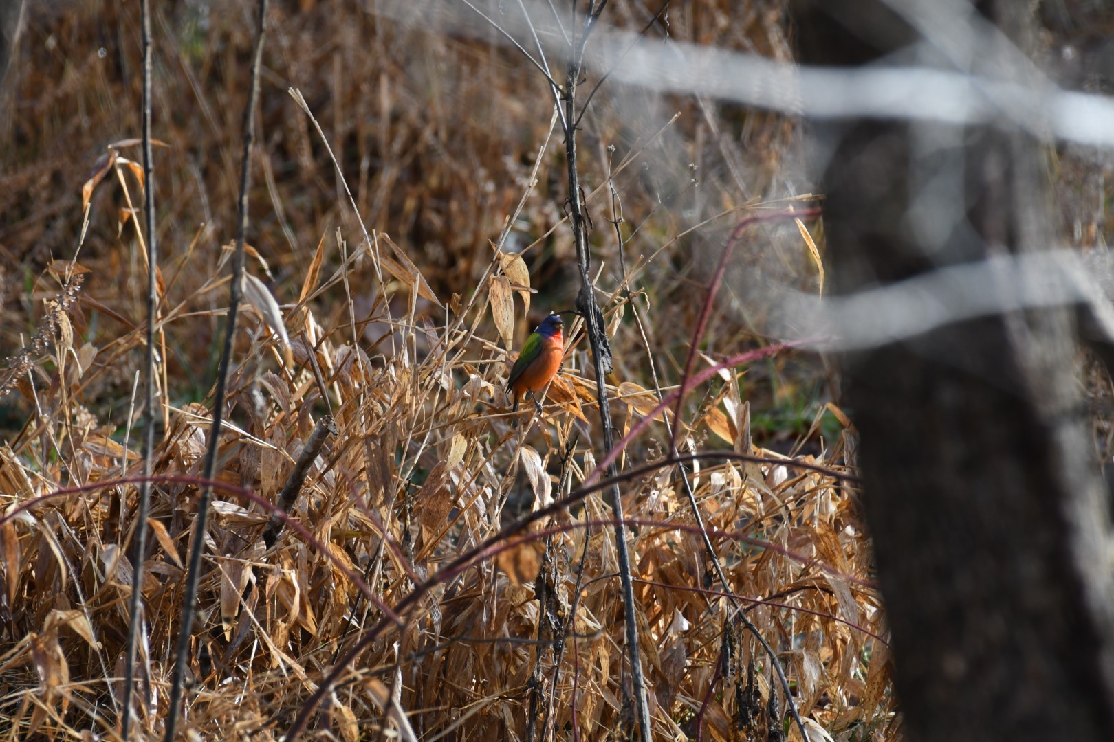 Painted Bunting