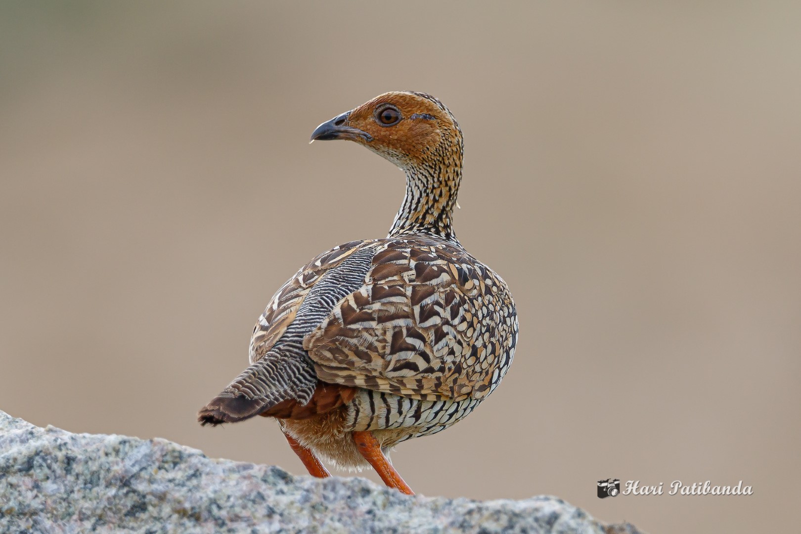 Painted Francolin