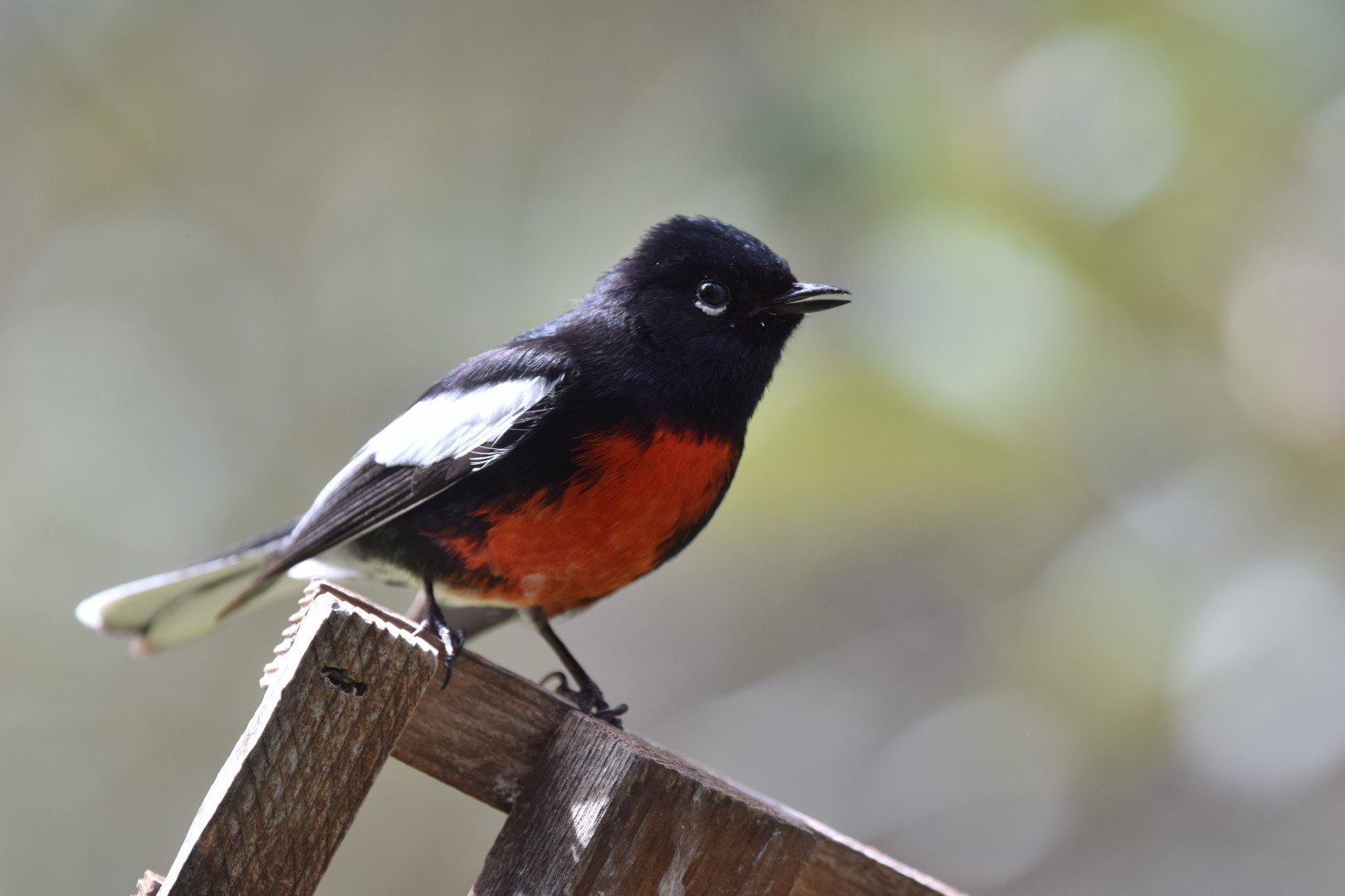 Painted Redstart