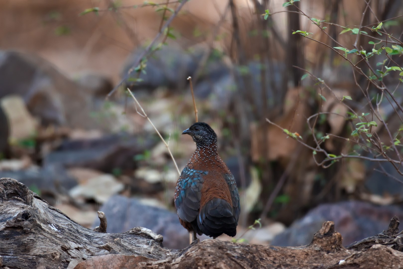 Painted Spurfowl