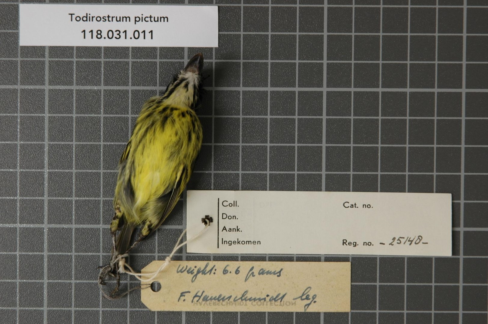 Painted Tody-Flycatcher