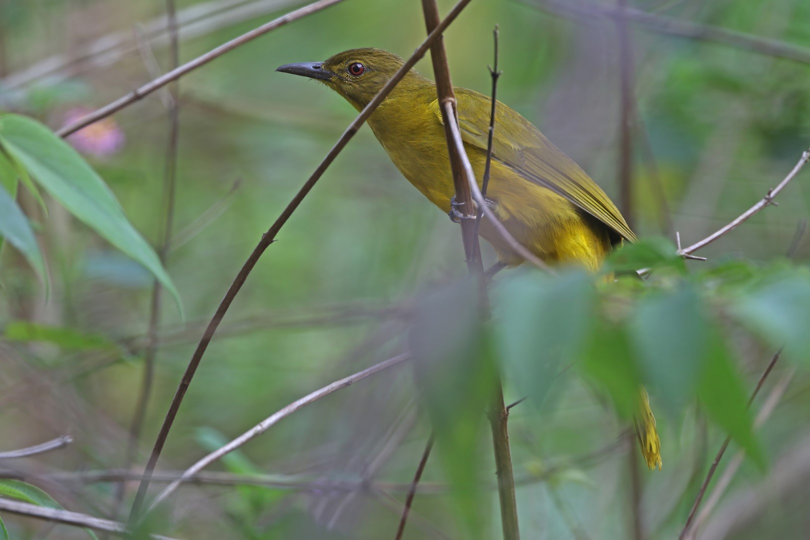 Palau Bush Warbler