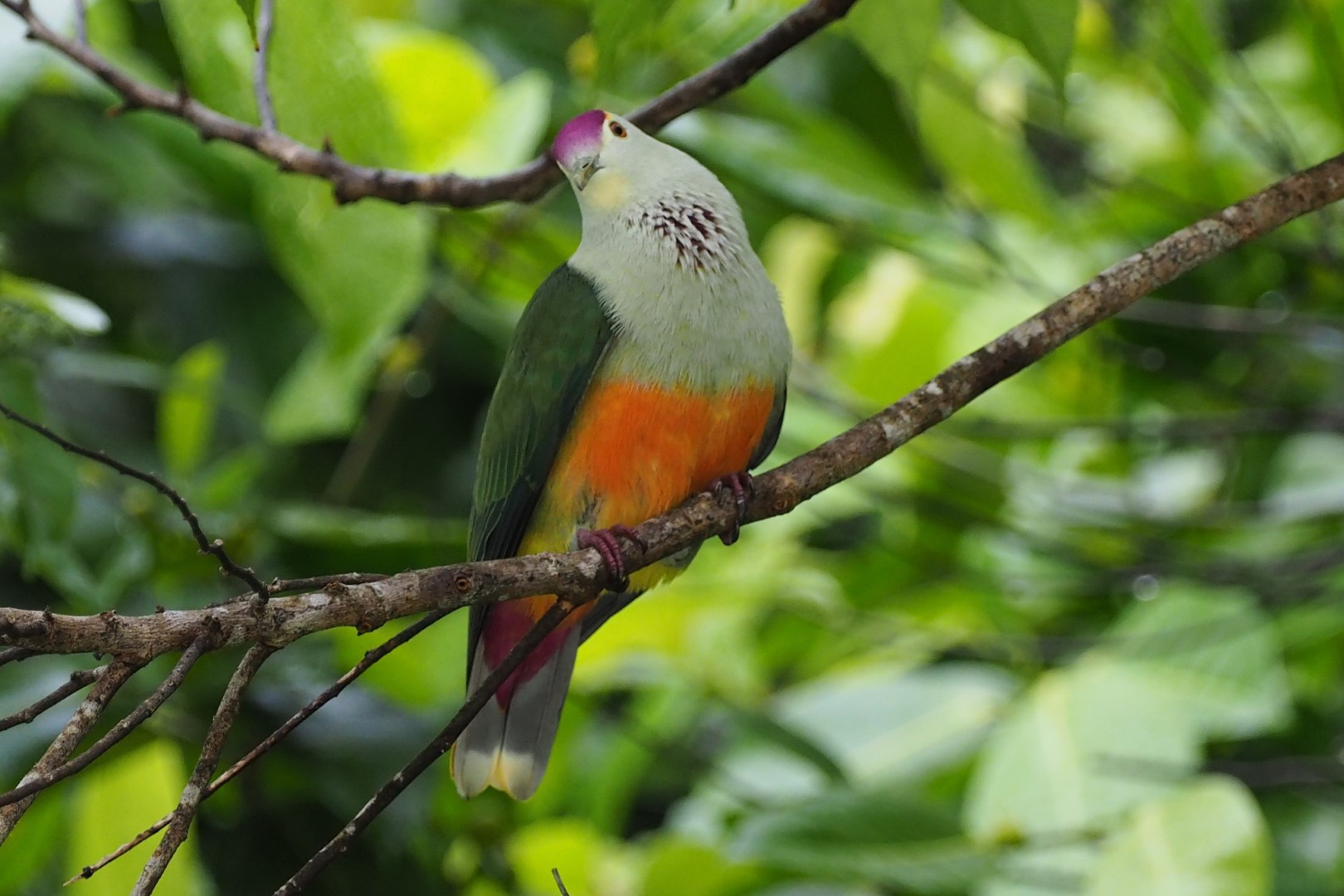 Palau Fruit Dove