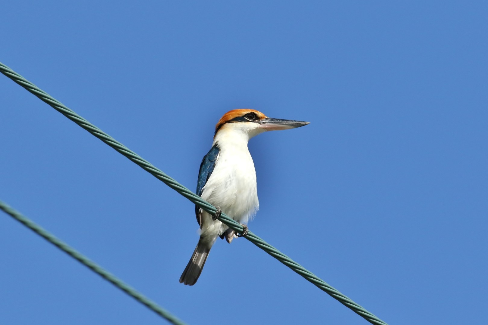 Palau Kingfisher