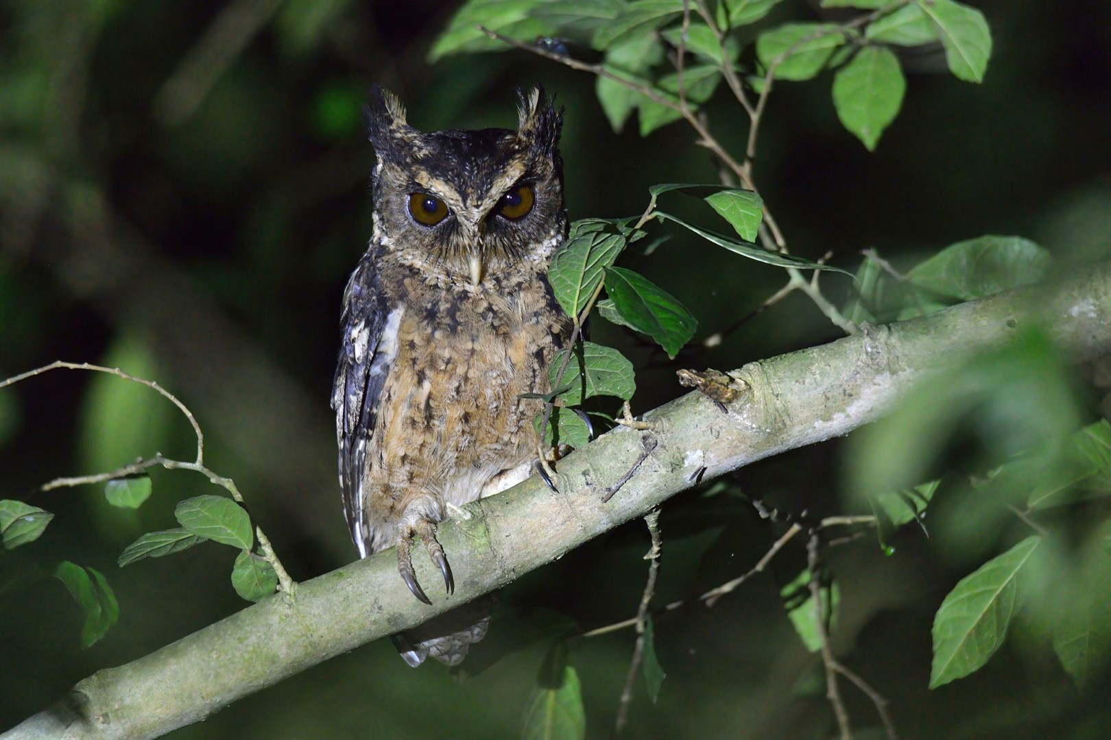 Palau Owl