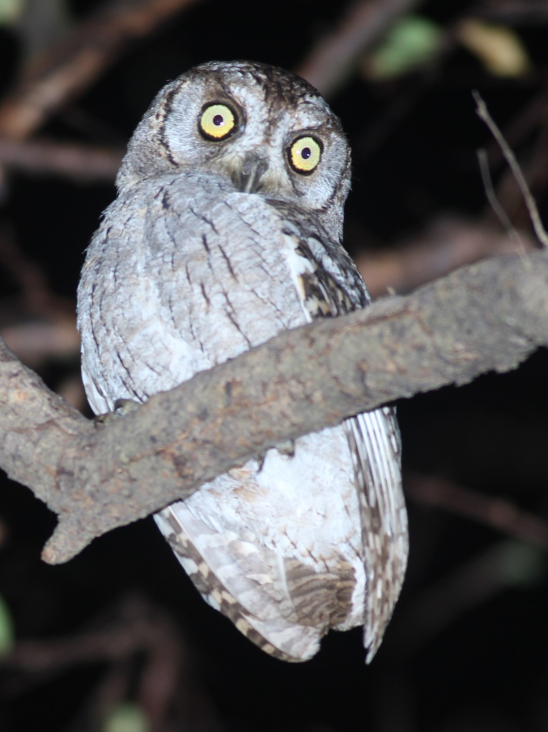 Palau Owl