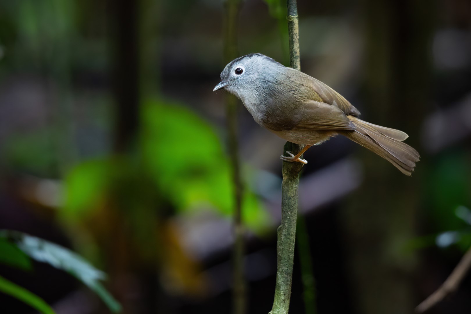 Palawan Bulbul