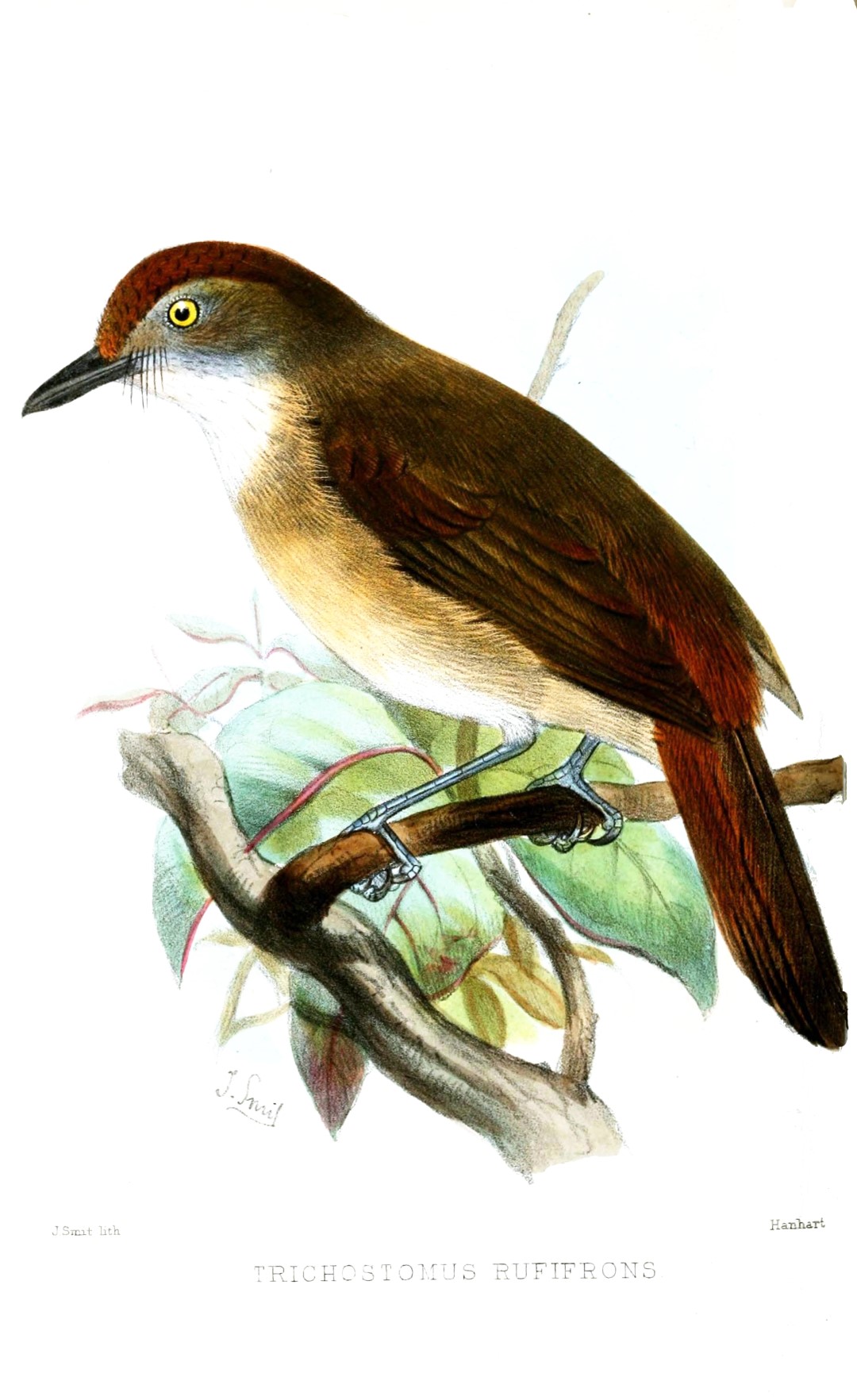 Palawan Flycatcher