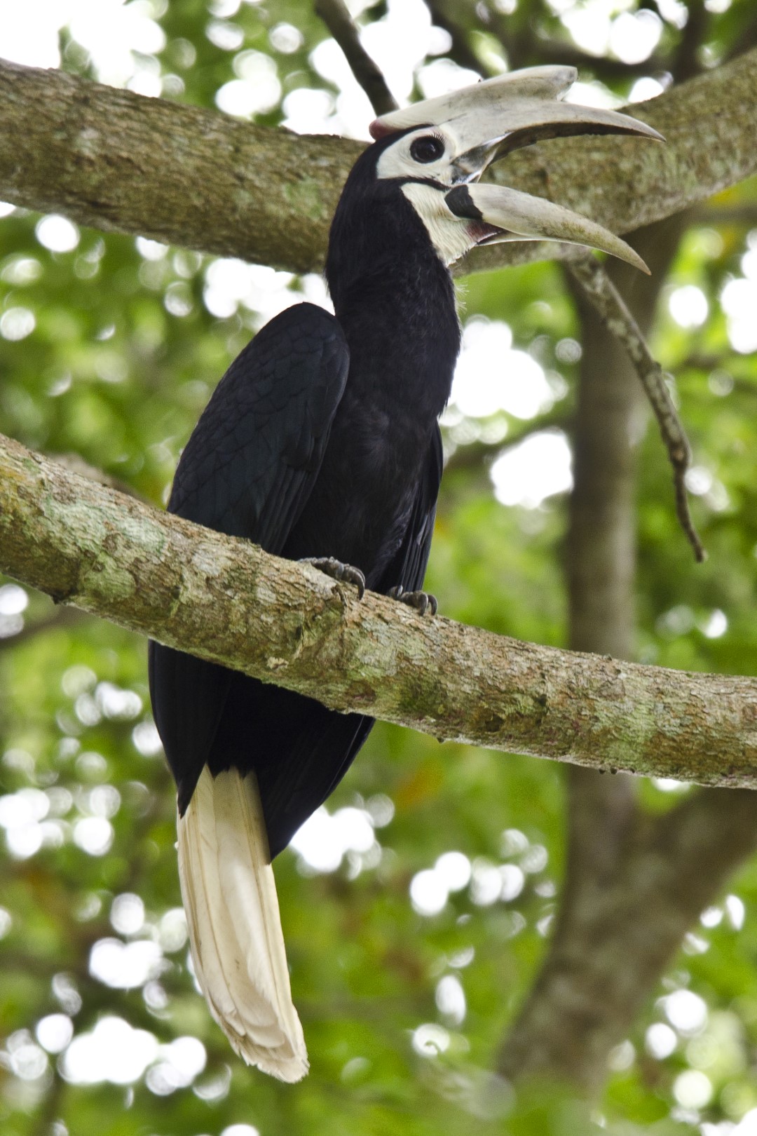 Palawan Hornbill
