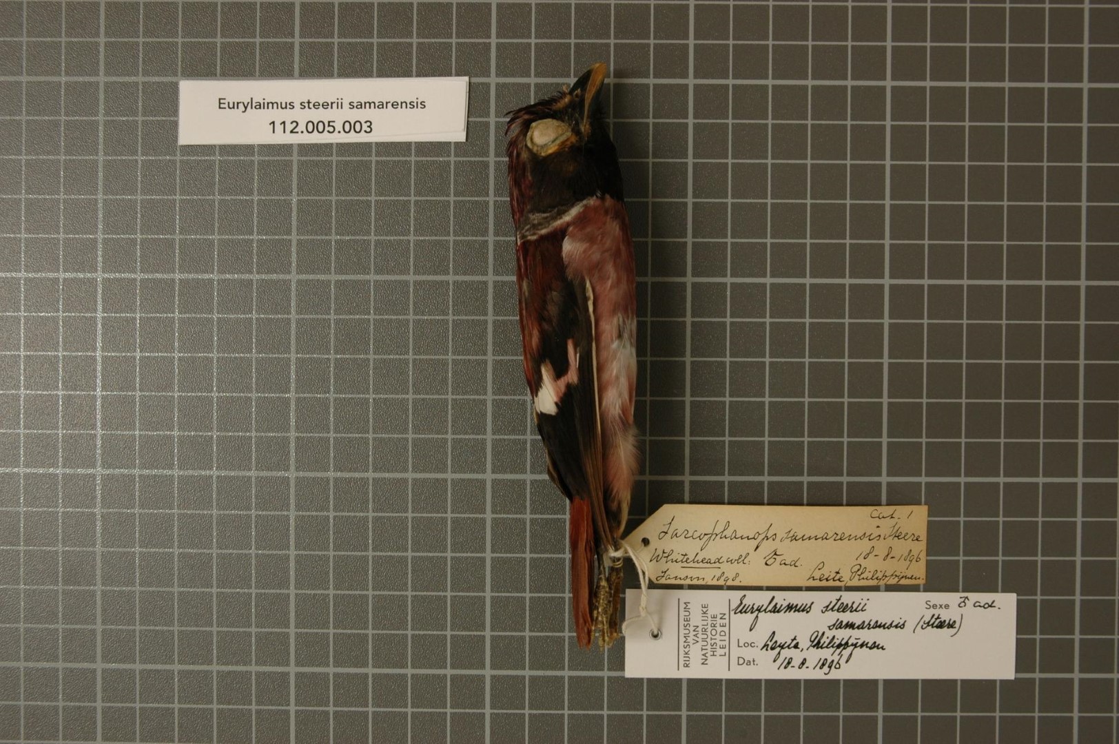 Palawan Peacock-Pheasant