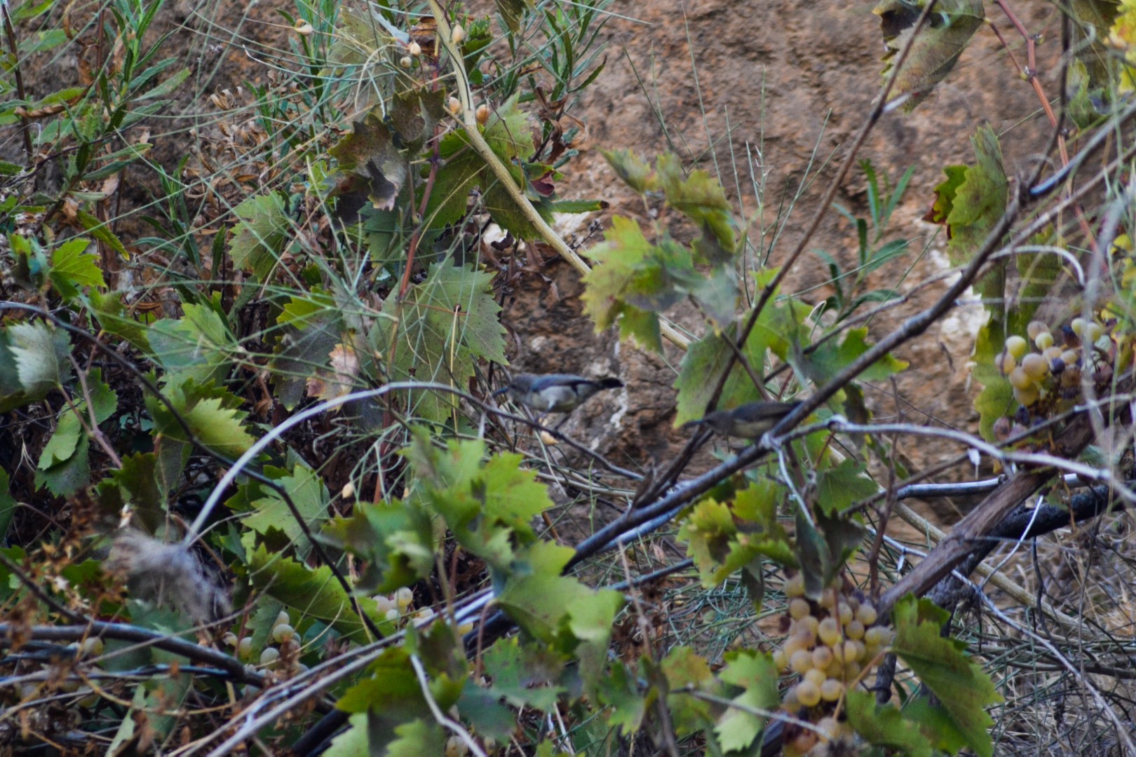 Pale-bellied Sunbird